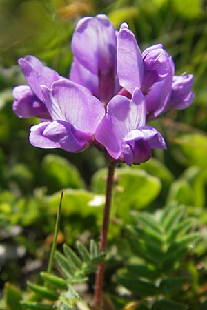 Oxytropis neglecta \ Insubrischer Spitzkiel, Pyrenen-Spitzkiel, A Trenchtling 3.7.2010