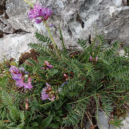 Oxytropis neglecta \ Insubrischer Spitzkiel, Pyrenen-Spitzkiel, A Trenchtling 3.7.2019