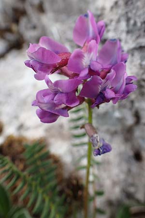 Oxytropis neglecta \ Insubrischer Spitzkiel, Pyrenen-Spitzkiel, A Trenchtling 3.7.2019