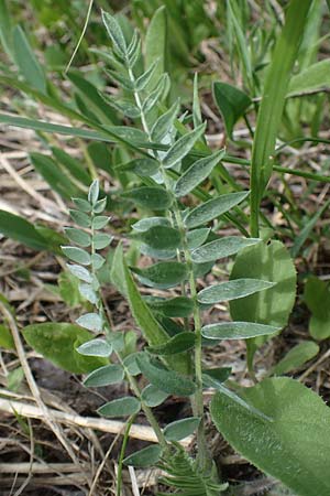 Oxytropis halleri \ Hallers Spitzkiel, A Pusterwald, Eiskar 29.6.2021