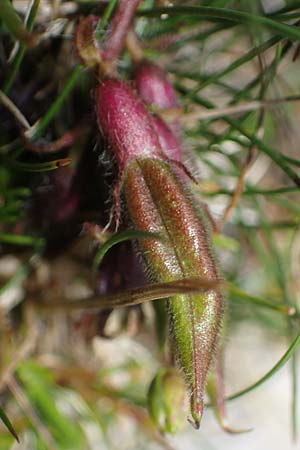 Oxytropis lapponica \ Lapplnder Spitzkiel, Lapplnder Fahnenwicke, A Eisenerzer Reichenstein 28.7.2021