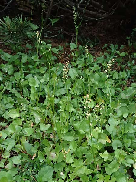 Oxyria digyna \ Alpen-Suerling / Alpine Mountain Sorrel, A Trenchtling 6.7.2024