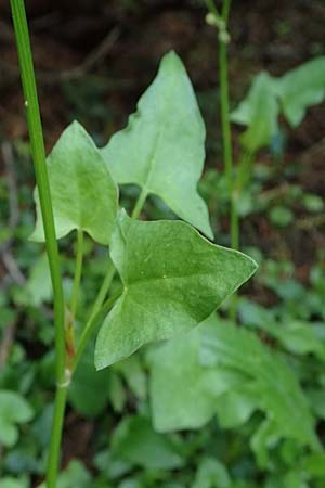 Oxyria digyna \ Alpen-Suerling / Alpine Mountain Sorrel, A Trenchtling 6.7.2024