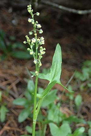 Oxyria digyna \ Alpen-Suerling / Alpine Mountain Sorrel, A Trenchtling 6.7.2024