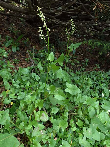 Oxyria digyna \ Alpen-Suerling / Alpine Mountain Sorrel, A Trenchtling 6.7.2024