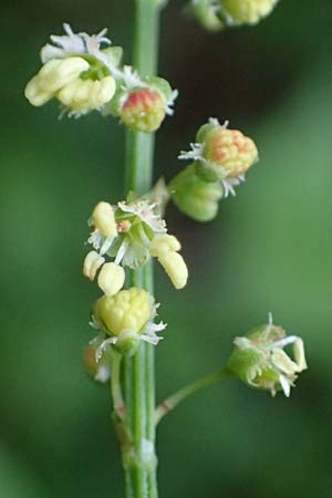 Oxyria digyna \ Alpen-Suerling / Alpine Mountain Sorrel, A Trenchtling 6.7.2024