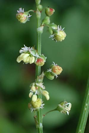 Oxyria digyna \ Alpen-Suerling / Alpine Mountain Sorrel, A Trenchtling 6.7.2024