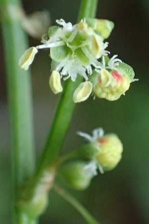 Oxyria digyna \ Alpen-Suerling / Alpine Mountain Sorrel, A Trenchtling 6.7.2024