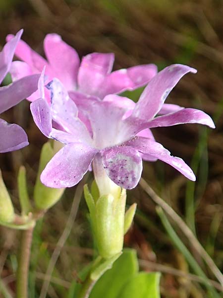 Primula clusiana \ Clusius' Primel / Clusius' Primrose, A Trenchtling 3.7.2019