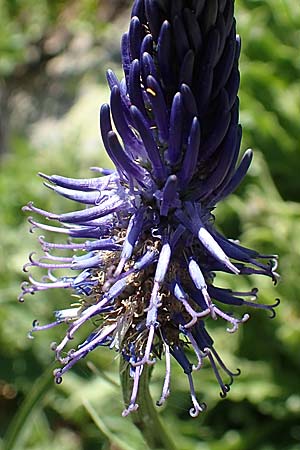 Phyteuma zahlbruckneri \ Zahlbruckners Teufelskralle / Zahlbruckner's Rampion, A Nockalmstra&szlig;e Windebensee 10.7.2019