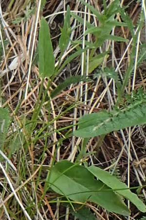 Phyteuma zahlbruckneri \ Zahlbruckners Teufelskralle / Zahlbruckner's Rampion, A Pusterwald, Eiskar 29.6.2021