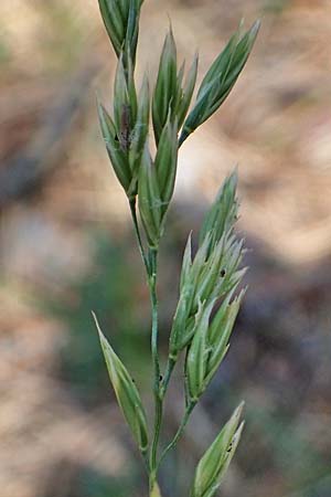 Festuca arundinacea \ Rohr-Schwingel / Tall Fescue, A Kraubath (Mur) 25.7.2021