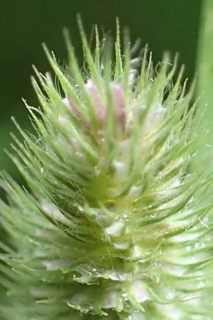 Phleum rhaeticum \ Rtisches Alpen-Lieschgras / Rhaetian Cat's-Tail, A Kärnten/Carinthia, Koralpe 1.7.2022