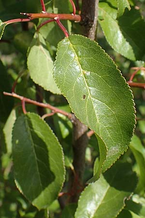 Rhamnus cathartica \ Purgier-Kreuzdorn, Echter Kreuzdorn / Buckthorn, A Perchtoldsdorf 22.9.2022