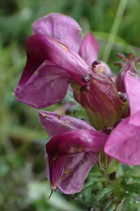 Pedicularis portenschlagii \ Zweibl&uuml;tiges L�usekraut, Portenschlags L�usekraut / Portenschlag's Lousewort, A Admont 5.7.2024