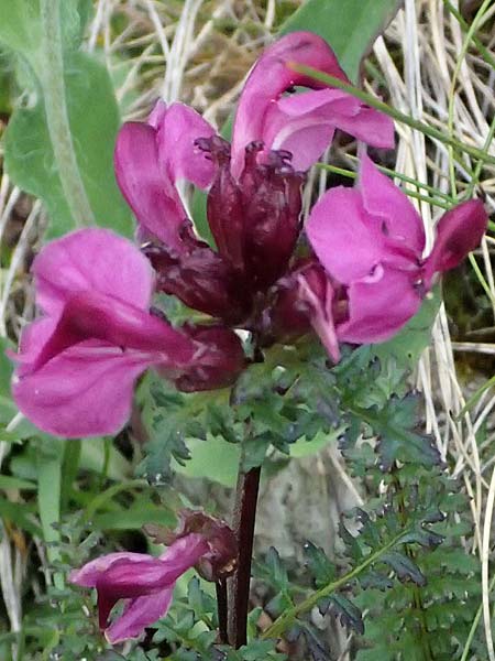 Pedicularis portenschlagii \ Zweibl&uuml;tiges L�usekraut, Portenschlags L�usekraut / Portenschlag's Lousewort, A Trenchtling 6.7.2024