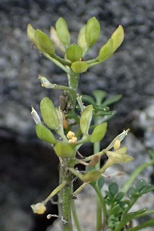 Hornungia alpina \ Alpen-Steinkresse / Pritzelago, A Großglockner 11.8.2025