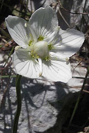 Parnassia palustris \ Sumpf-Herzblatt, Studentenrschen / Grass of Parnassus, A Kärnten/Carinthia, Petzen 21.7.2007
