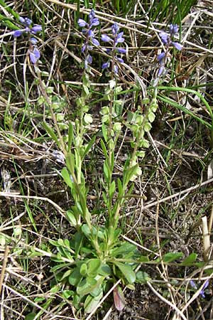 Polygala alpestris \ Voralpen-Kreuzblume, Berg-Kreuzblmchen / Alpine Milkwort, A Reutte 25.5.2008
