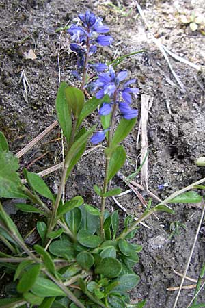 Polygala alpestris \ Voralpen-Kreuzblume, Berg-Kreuzblmchen / Alpine Milkwort, A Reutte 25.5.2008