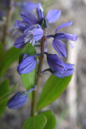 Polygala alpestris \ Voralpen-Kreuzblume, Berg-Kreuzblmchen / Alpine Milkwort, A Reutte 25.5.2008