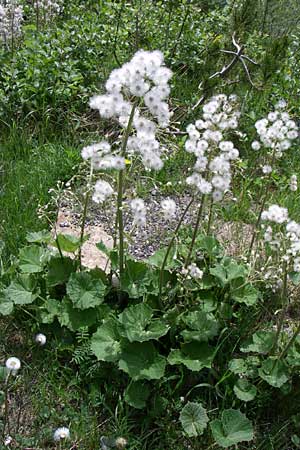 Petasites albus \ Weie Pestwurz / White Butterbur, A Malta - Tal / Valley 7.6.2008