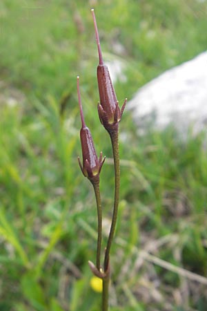 Soldanella pusilla \ Kleines Alpenglckchen / Dwarf Soldanella, Dwarf Snowbell, A Kärnten/Carinthia, Petzen 2.7.2010