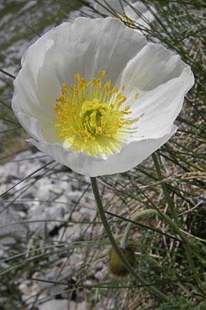 Papaver alpinum \ Nordost-Alpen-Mohn / Alpine Poppy, A Trenchtling 3.7.2010
