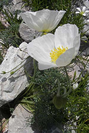 Papaver alpinum \ Nordost-Alpen-Mohn / Alpine Poppy, A Trenchtling 3.7.2010