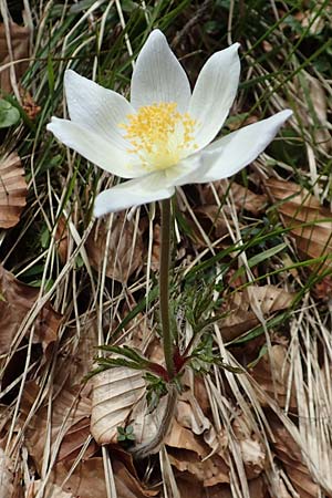 Pulsatilla alpina subsp. austroalpina \ S&uuml;dliche Alpen-Kuhschelle / Southern Alpine Pasque-Flower, A K&auml;rnten/Carinthia, Feistritz im Rosental 17.5.2016