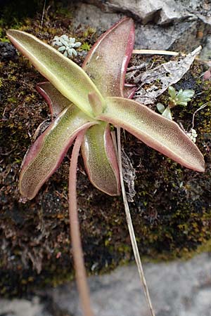 Pinguicula alpina \ Alpen-Fettkraut / Alpine Butterwort, A Kärnten/Carinthia, Trögerner Klamm 18.5.2016