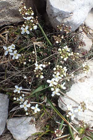 Hornungia alpina \ Alpen-Steinkresse / Pritzelago, A Kärnten/Carinthia, Hochobir 19.5.2016