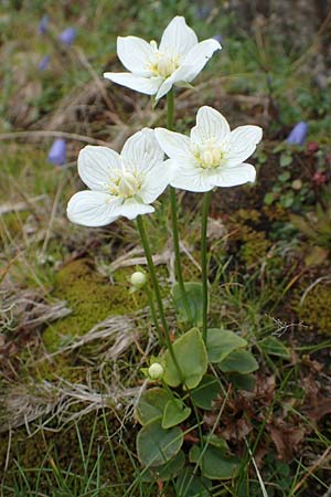 Parnassia palustris \ Sumpf-Herzblatt, Studentenrschen / Grass of Parnassus, A Kärnten/Carinthia, Koralpe 9.8.2016