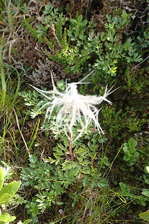 Pulsatilla alpina subsp. austriaca \ sterreicher Alpen-Kuhschelle / Austrian Alpine Pasque-Flower, A Kärnten/Carinthia, Koralpe 9.8.2016