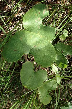 Petasites albus \ Weie Pestwurz / White Butterbur, A Kärnten/Carinthia, Tscheppa - Schlucht / Gorge 20.8.2016