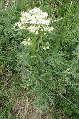 Pleurospermum austriacum \ sterreichischer Rippensame / Austrian Pleurospermum, A Pusterwald, Eiskar 1.7.2019