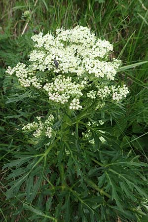 Pleurospermum austriacum \ sterreichischer Rippensame / Austrian Pleurospermum, A Pusterwald, Eiskar 1.7.2019