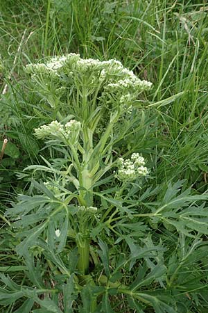 Pleurospermum austriacum \ sterreichischer Rippensame / Austrian Pleurospermum, A Pusterwald, Eiskar 1.7.2019