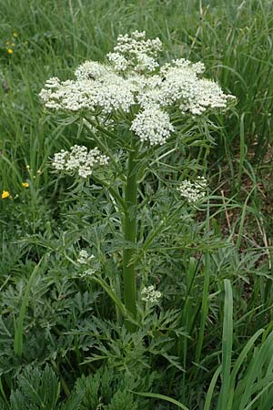 Pleurospermum austriacum \ sterreichischer Rippensame / Austrian Pleurospermum, A Pusterwald, Eiskar 1.7.2019