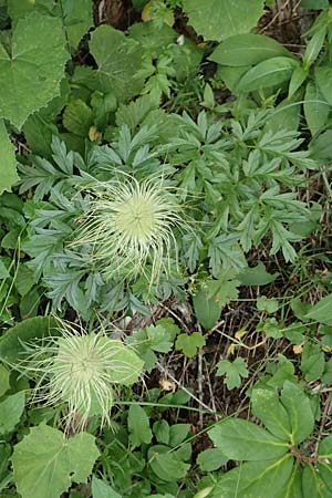 Pulsatilla alpina subsp. austriaca \ sterreicher Alpen-Kuhschelle / Austrian Alpine Pasque-Flower, A Trenchtling 3.7.2019