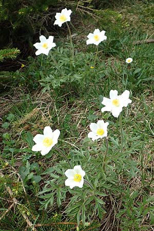 Pulsatilla alpina subsp. austriaca \ sterreicher Alpen-Kuhschelle / Austrian Alpine Pasque-Flower, A Trenchtling 3.7.2019