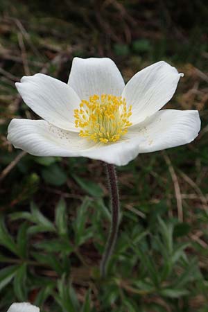 Pulsatilla alpina subsp. austriaca \ sterreicher Alpen-Kuhschelle / Austrian Alpine Pasque-Flower, A Trenchtling 3.7.2019
