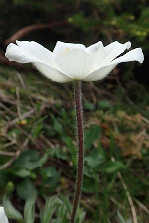 Pulsatilla alpina subsp. austriaca \ sterreicher Alpen-Kuhschelle / Austrian Alpine Pasque-Flower, A Trenchtling 3.7.2019