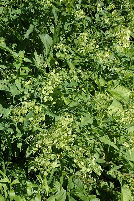 Peltaria alliacea \ Scheibenschtchen / Garlic Cress, A Steiermark, Pernegg-Mixnitz 4.7.2019