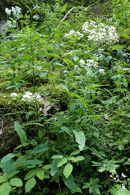 Peltaria alliacea \ Scheibenschtchen / Garlic Cress, A Steiermark, Pernegg-Mixnitz 4.7.2019