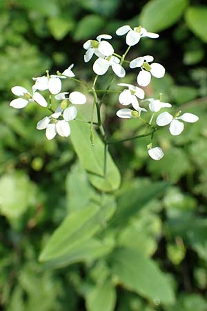 Peltaria alliacea \ Scheibenschtchen / Garlic Cress, A Steiermark, Pernegg-Mixnitz 4.7.2019