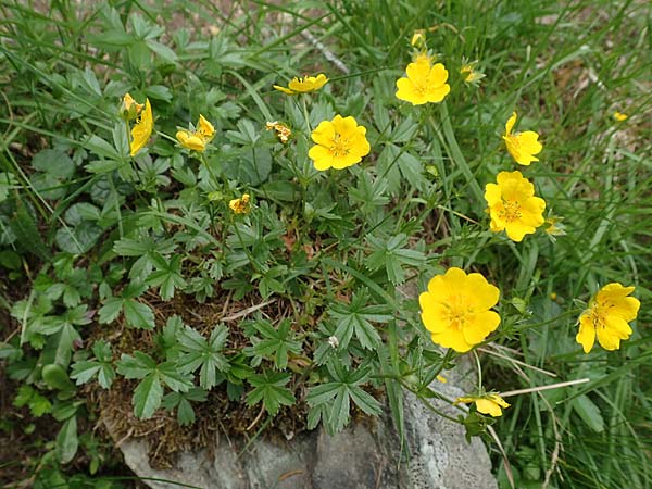 Potentilla aurea \ Gold-Fingerkraut / Golden Cinquefoil, A Osttirol, Porze 13.7.2019