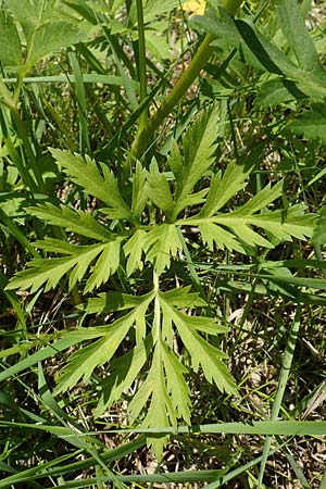 Pleurospermum austriacum \ sterreichischer Rippensame / Austrian Pleurospermum, A Reichenau an der Rax 27.6.2020