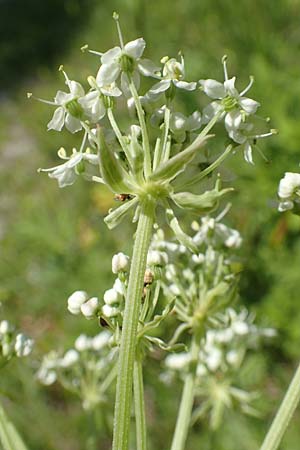 Pleurospermum austriacum \ sterreichischer Rippensame / Austrian Pleurospermum, A Reichenau an der Rax 27.6.2020