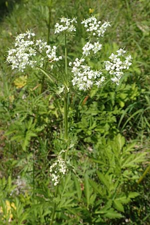 Pleurospermum austriacum \ sterreichischer Rippensame / Austrian Pleurospermum, A Reichenau an der Rax 27.6.2020